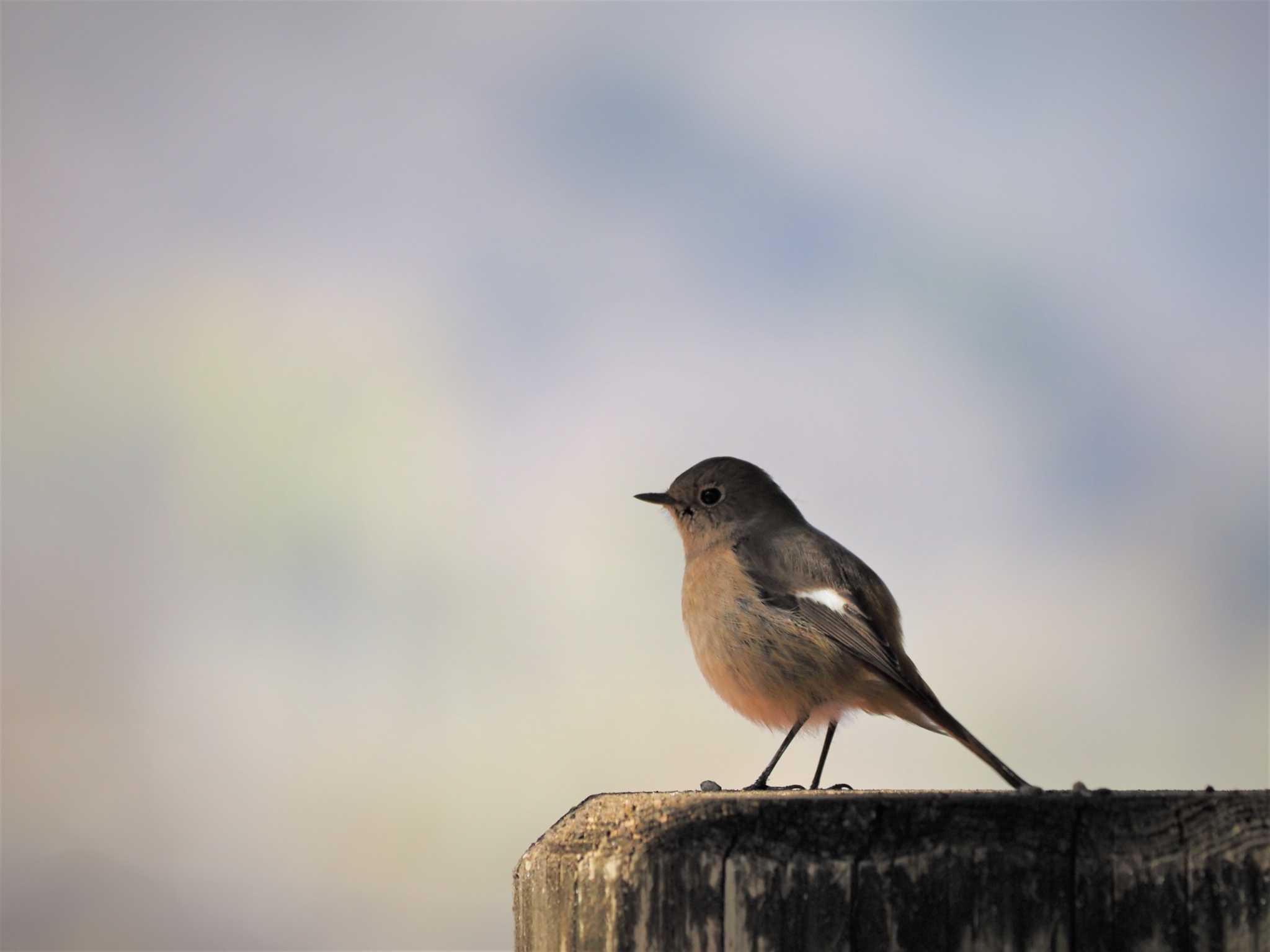 Photo of Daurian Redstart at 姫路市自然観察の森 by しんちゃん