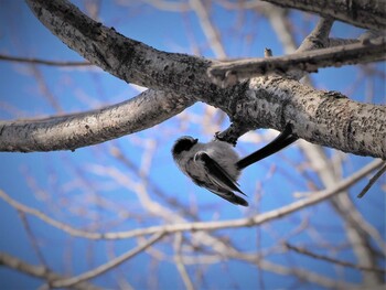 Long-tailed Tit 姫路市自然観察の森 Mon, 2/28/2022