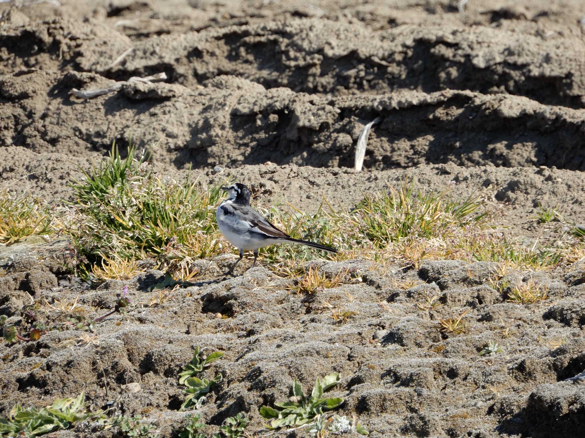 White Wagtail