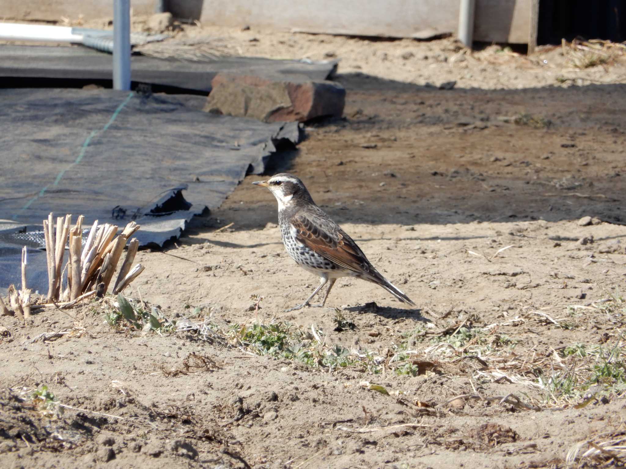 Dusky Thrush