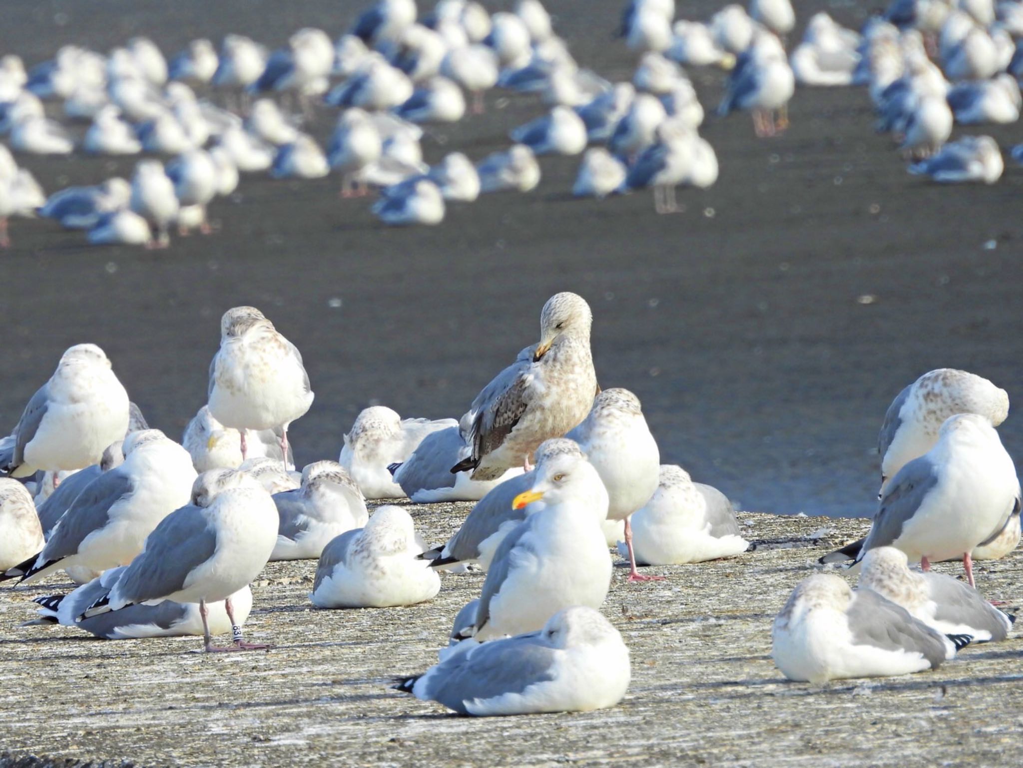 Photo of Vega Gull at Sambanze Tideland by クロやん