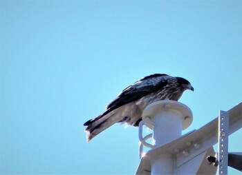 2022年2月28日(月) 矢切の野鳥観察記録