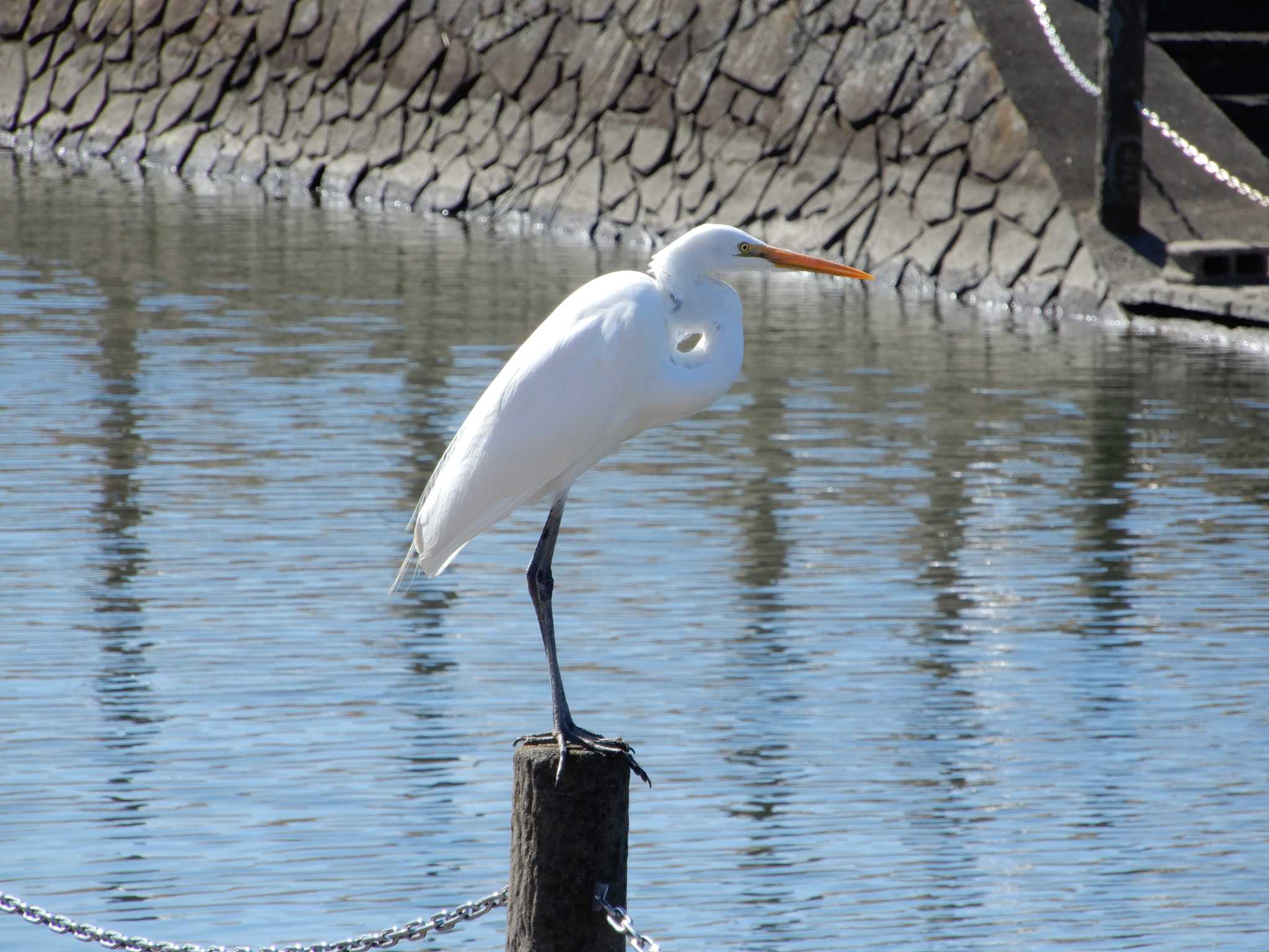 Photo of Great Egret at 矢切 by woodnote1957