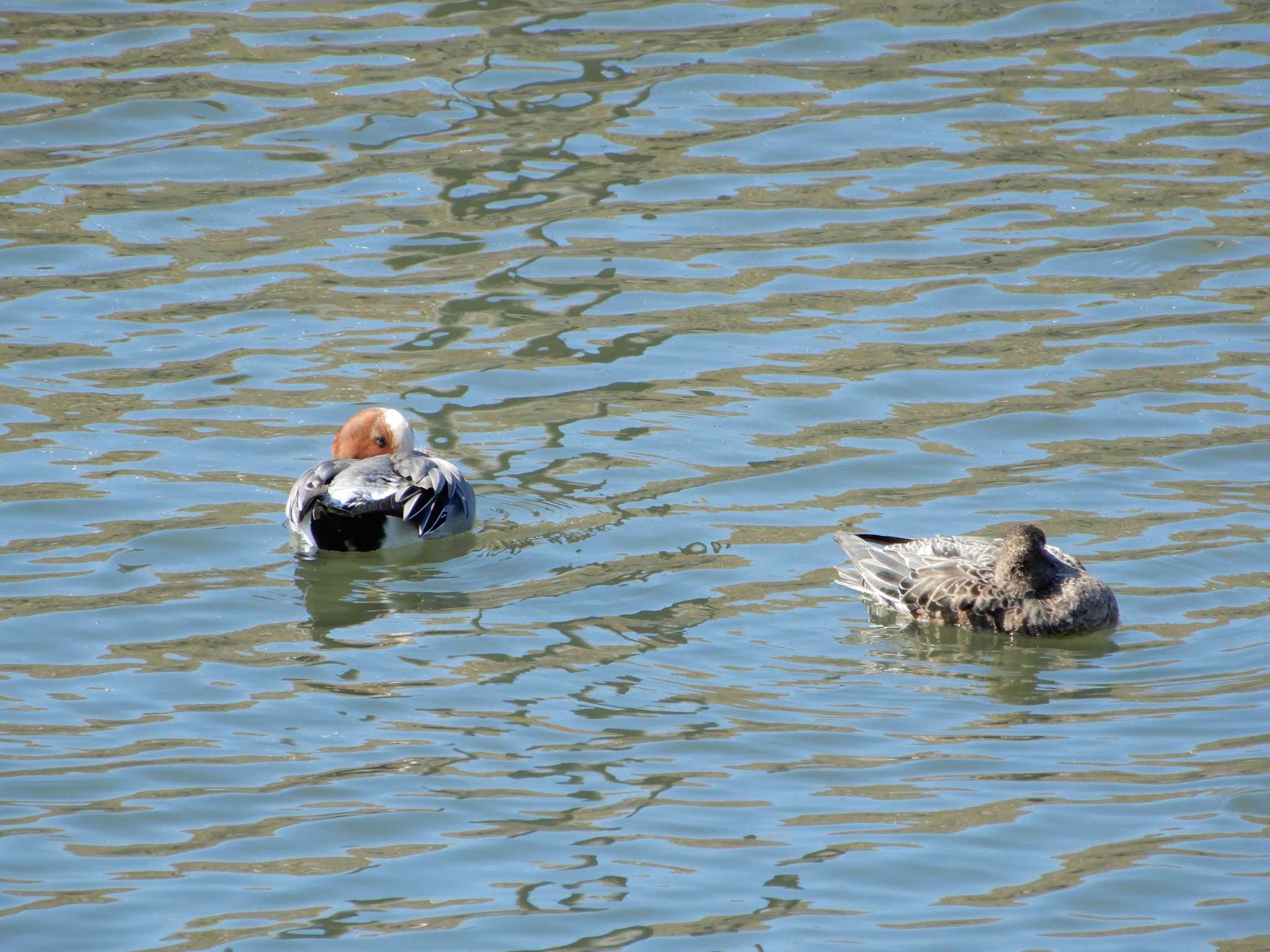 Eurasian Wigeon