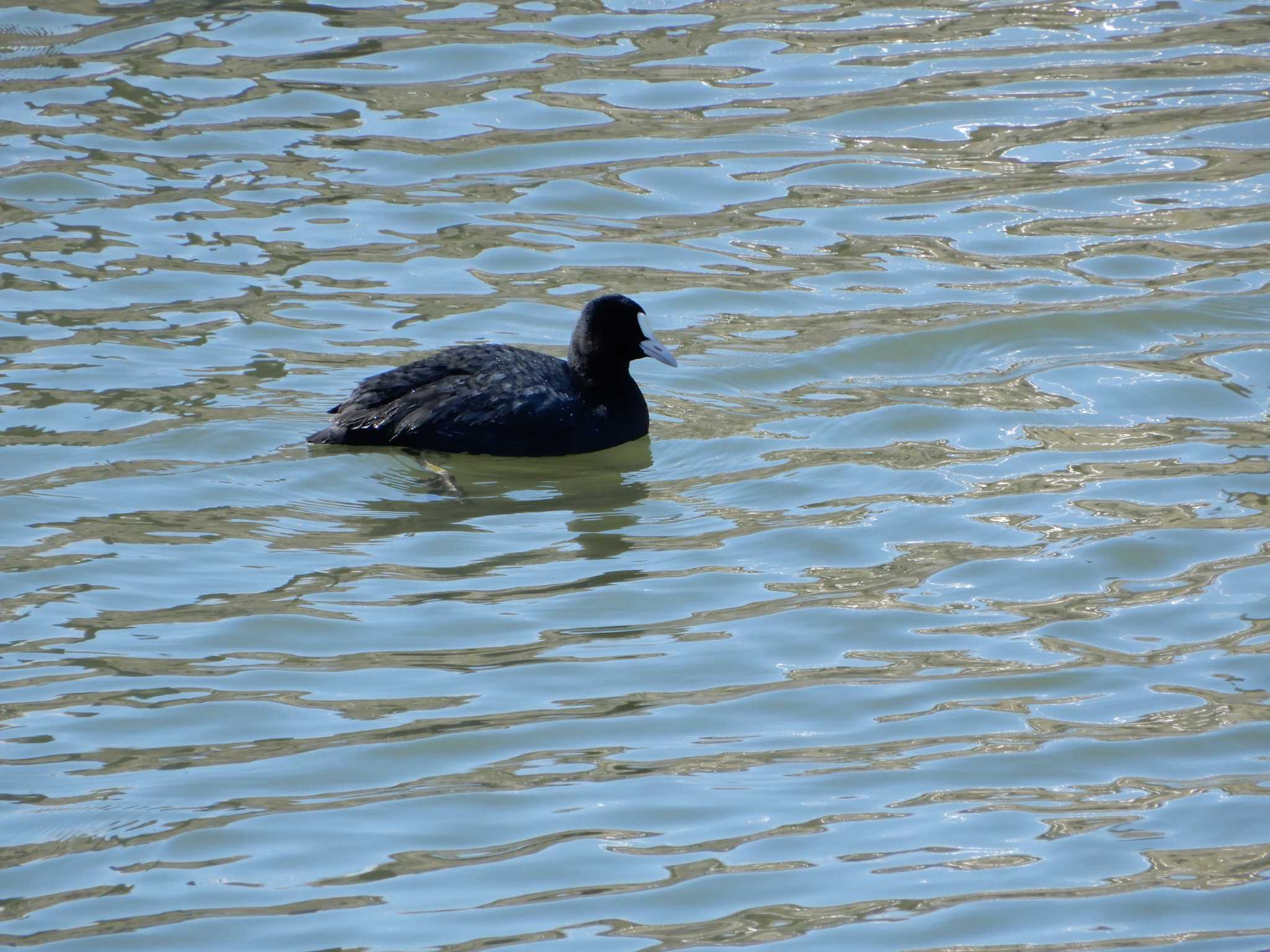 Eurasian Coot