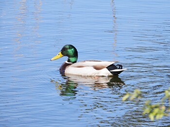 2022年2月27日(日) 谷津干潟の野鳥観察記録