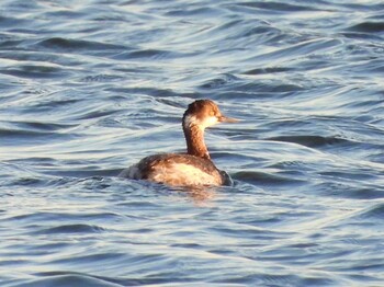 Black-necked Grebe 市川塩浜 Sun, 2/27/2022