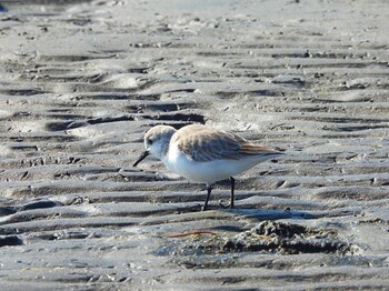 Sanderling Sambanze Tideland Sun, 2/27/2022