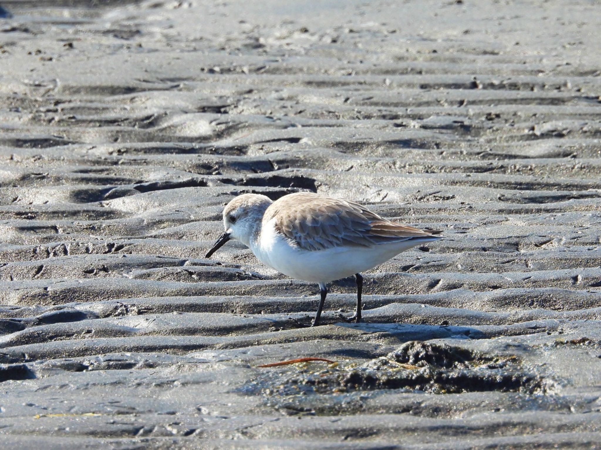 ふなばし三番瀬海浜公園 ミユビシギの写真 by クロやん