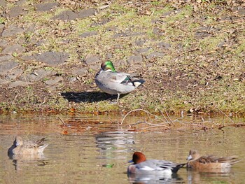 Falcated Duck 千葉県市川市 Unknown Date