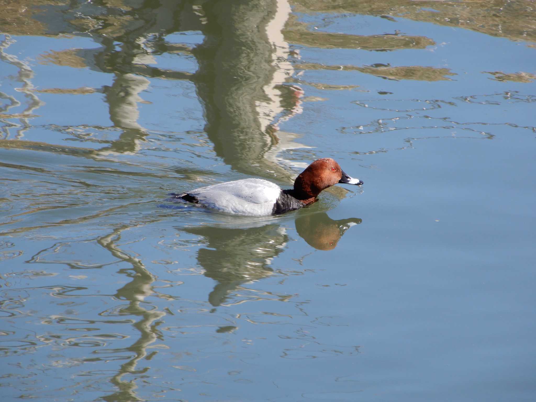 Common Pochard