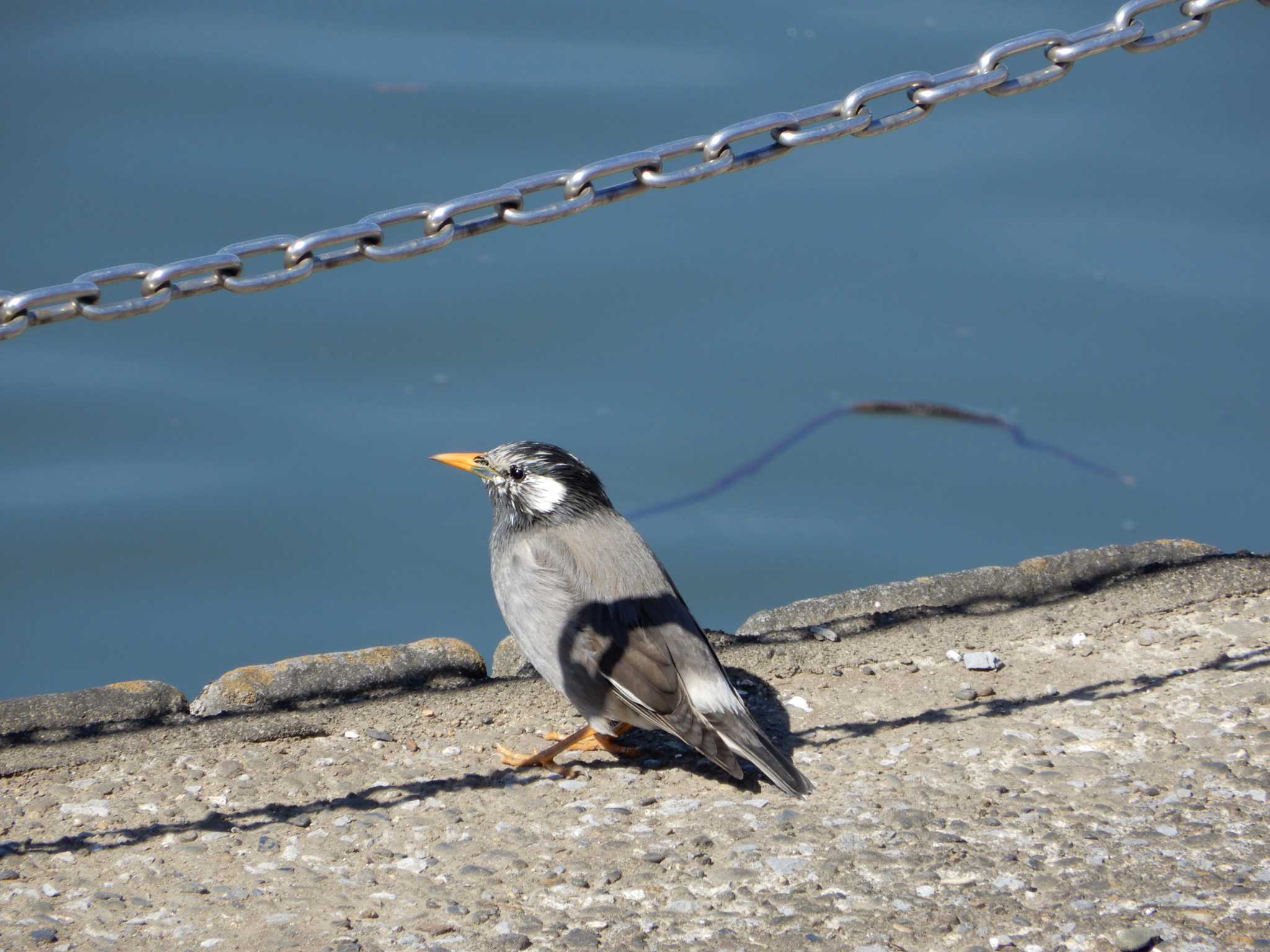 White-cheeked Starling