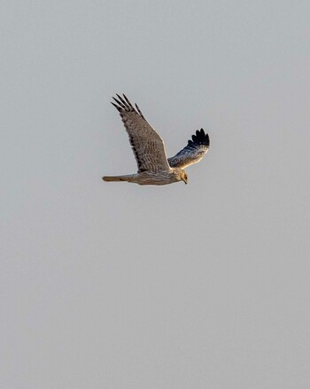 Hen Harrier 涸沼 Sun, 2/27/2022