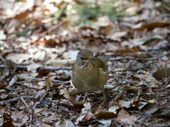 2022年2月28日(月) 座間谷戸山公園の野鳥観察記録