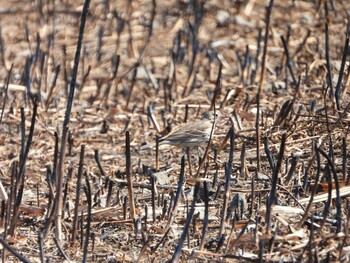 ハチジョウツグミ 秋ヶ瀬公園付近 2022年2月28日(月)