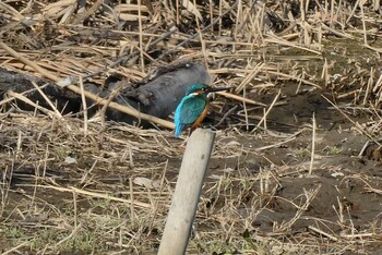 カワセミ 北区 こどもの水辺 (東京都) 2022年2月27日(日)