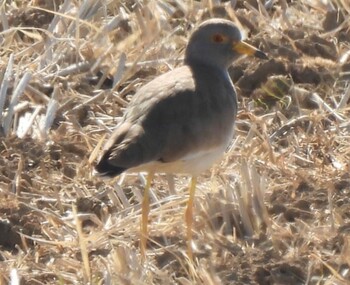 Grey-headed Lapwing 板倉町 Sat, 2/26/2022