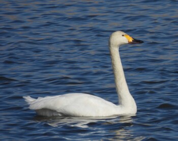 Tundra Swan 多々良沼 Sat, 2/26/2022