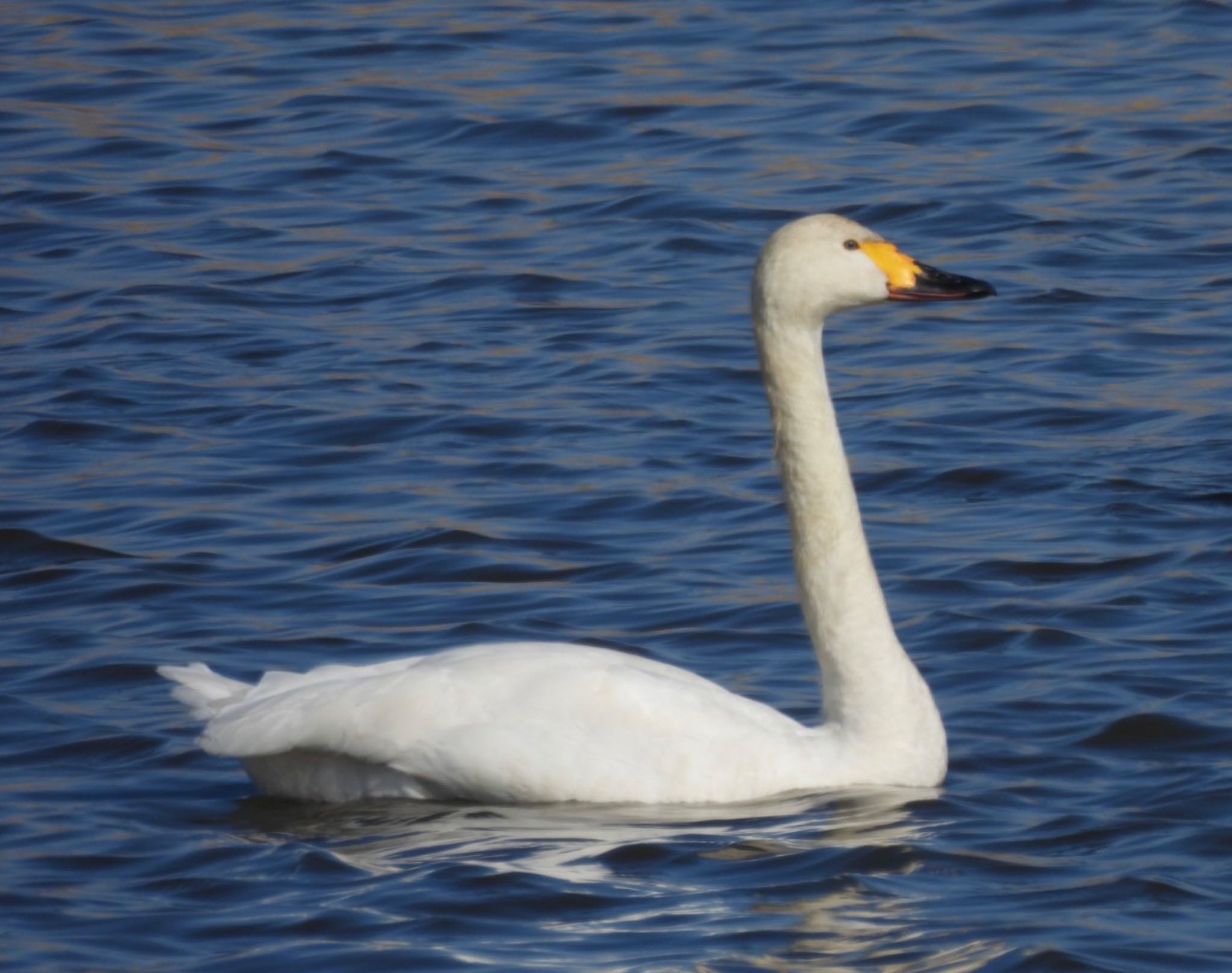 Photo of Tundra Swan at 多々良沼 by 日本野鳥撮影の旅