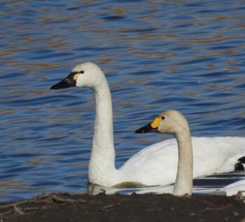 Tundra Swan(columbianus) 多々良沼 Sat, 2/26/2022