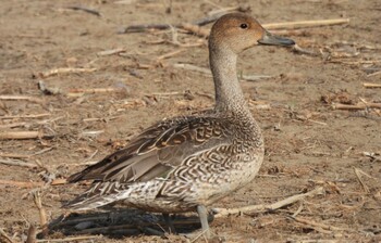 オナガガモ 多々良沼 2022年2月26日(土)