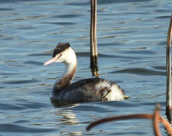 Great Crested Grebe 城池 Sat, 2/26/2022