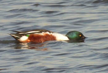 Northern Shoveler 仲伊谷田承水溝遊水池 Sat, 2/26/2022