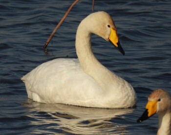 Whooper Swan 仲伊谷田承水溝遊水池 Sat, 2/26/2022