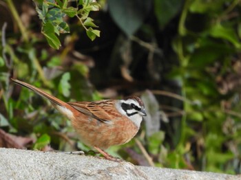 Meadow Bunting 志賀島 Sun, 2/27/2022