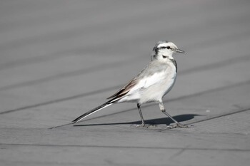 White Wagtail 羽田空港 Unknown Date