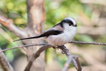 Long-tailed Tit Machida Yakushiike Park Sat, 2/26/2022