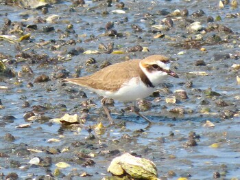 Sat, 2/26/2022 Birding report at 和白干潟