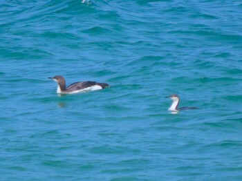 2022年2月26日(土) 海の中道海浜公園の野鳥観察記録