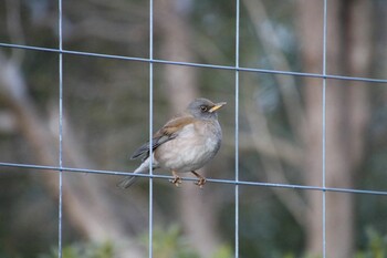 Pale Thrush 希望ヶ丘文化公園 Sun, 2/27/2022