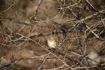 Red-flanked Bluetail 希望が丘文化公園 Sun, 2/27/2022