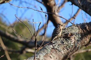 Japanese Pygmy Woodpecker 希望ヶ丘文化公園 Sun, 2/27/2022
