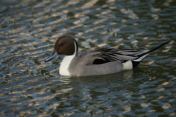 Northern Pintail 湊山公園 Mon, 2/28/2022