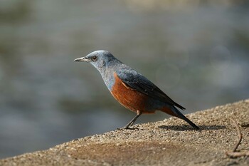 Blue Rock Thrush 湊山公園 Mon, 2/28/2022