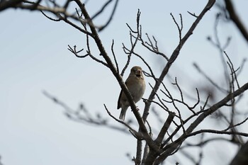 Hawfinch 湊山公園 Mon, 2/28/2022