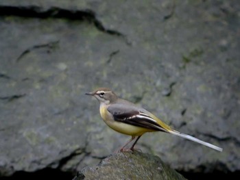 Wagtail 普正寺の森（水車小屋のせせらぎ） Sat, 10/7/2017