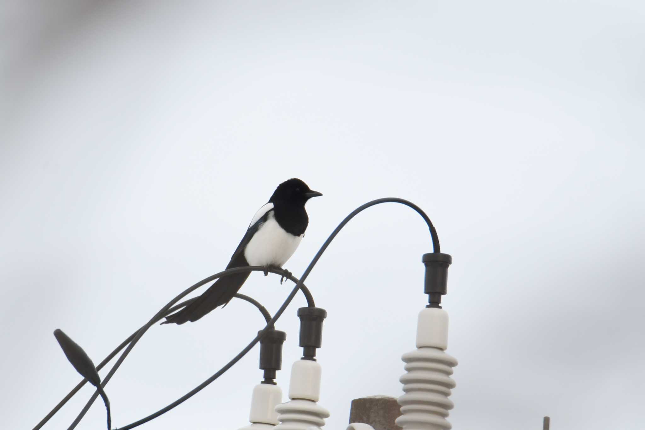 Oriental Magpie