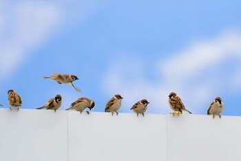 Eurasian Tree Sparrow 近所の公園 Sun, 2/13/2022