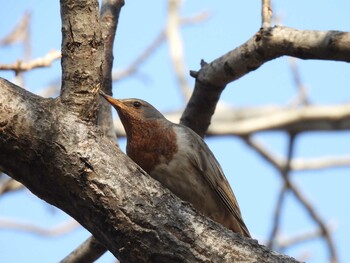 Red-throated Thrush 天壇公園(北京) Sun, 2/27/2022