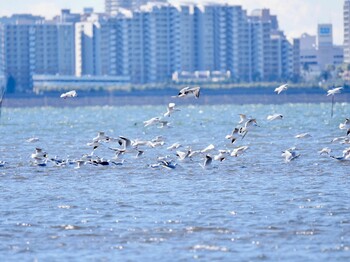 2021年12月18日(土) ふなばし三番瀬海浜公園の野鳥観察記録