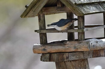 Eurasian Nuthatch 西湖野鳥の森公園 Tue, 2/22/2022