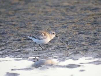 Grey Plover Sambanze Tideland Sun, 2/6/2022