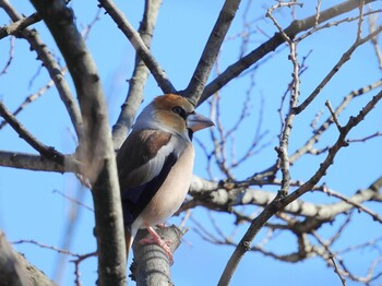 Hawfinch Mizumoto Park Sun, 2/6/2022