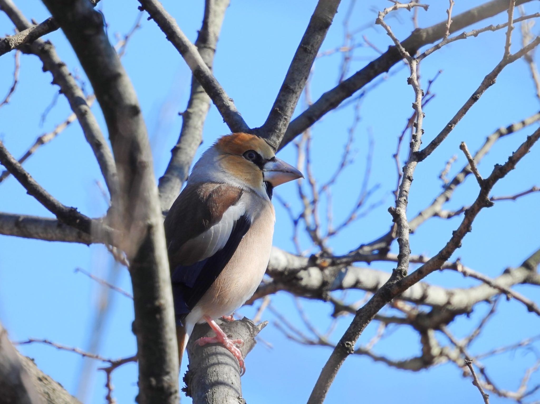 Photo of Hawfinch at Mizumoto Park by クロやん