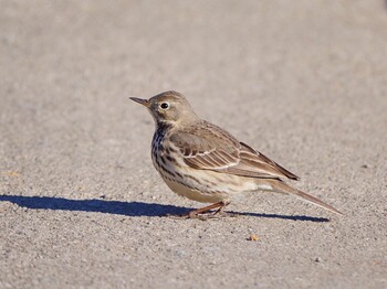 Water Pipit Mizumoto Park Sun, 2/6/2022