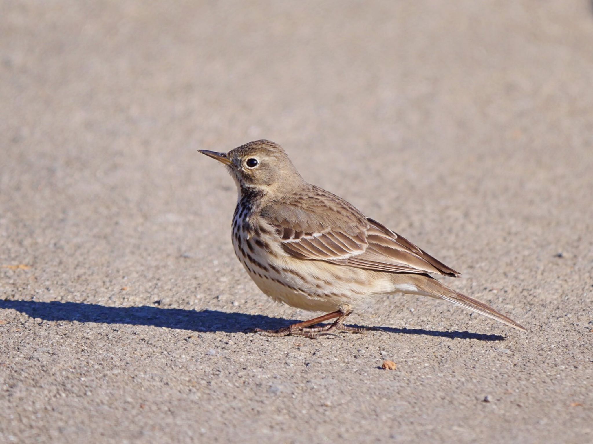 Photo of Water Pipit at Mizumoto Park by クロやん